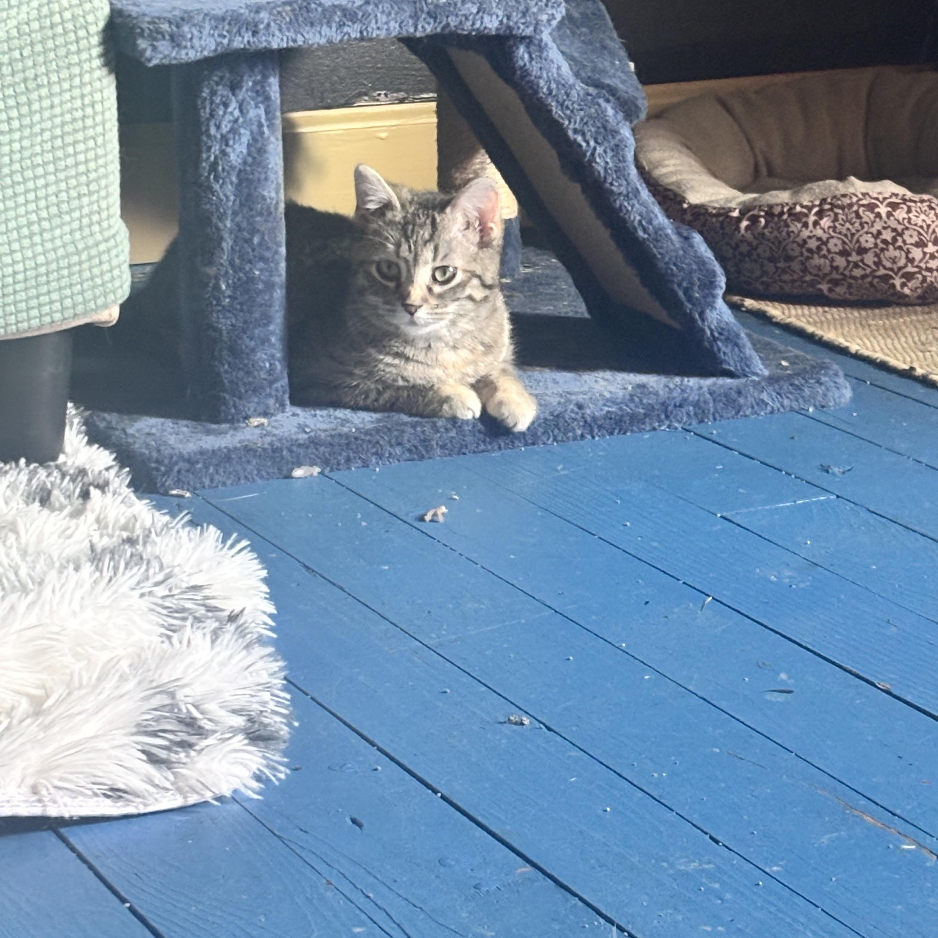 Enlarge Penelope - Bonded with Persia , a ADOPTABLE mixed breed in Pittsburgh, PA image 2/3