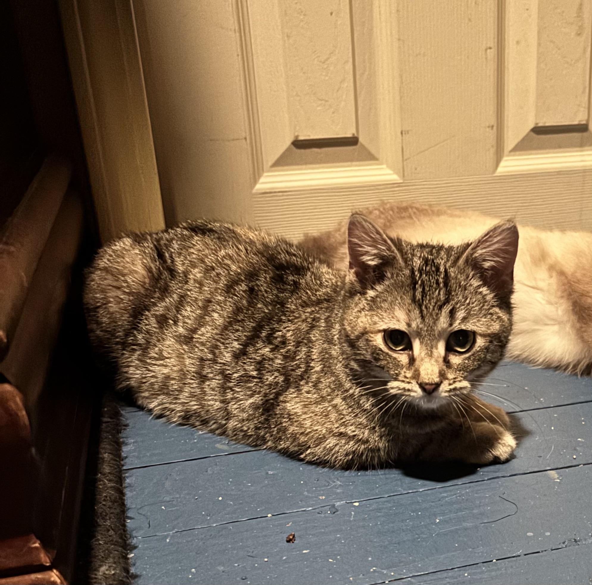 Enlarge Penelope - Bonded with Persia , a ADOPTABLE mixed breed in Pittsburgh, PA image 3/3