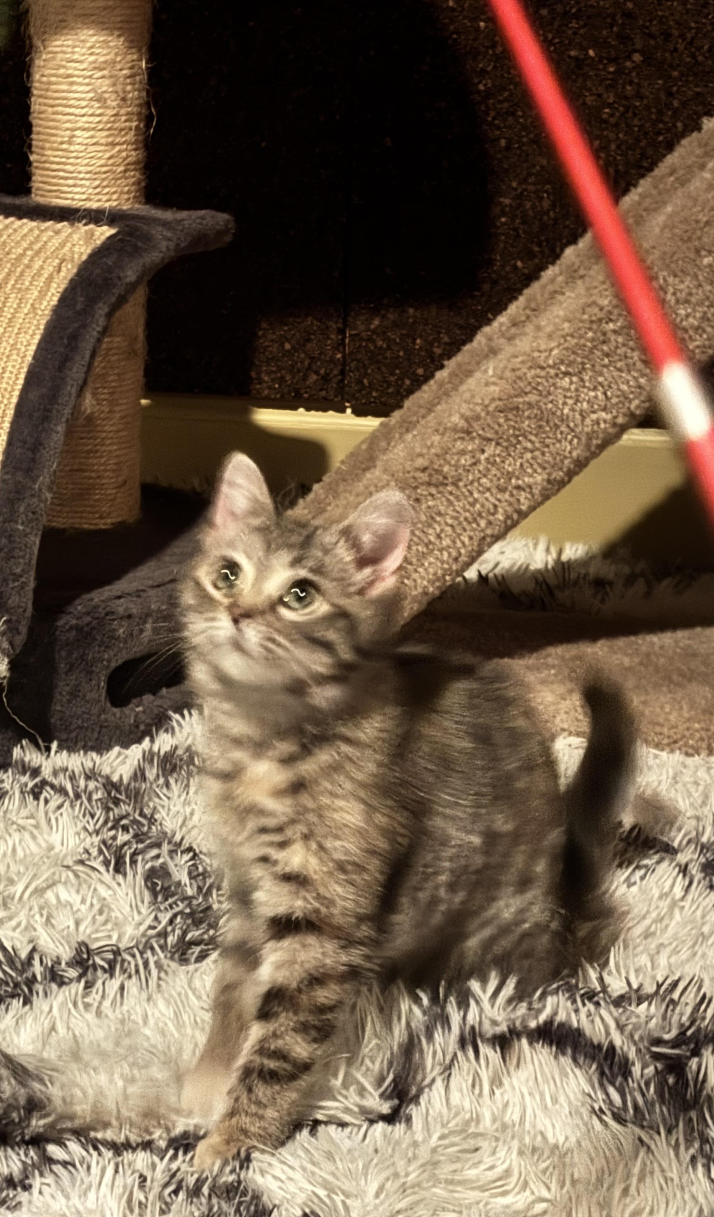 Penelope - Bonded with Persia , ADOPTABLE, Kitten Female Tortoiseshell & Calico.