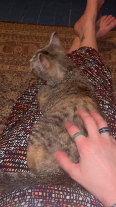 Enlarge Penelope - Bonded with Persia , a ADOPTABLE mixed breed in Pittsburgh, PA video 6/6