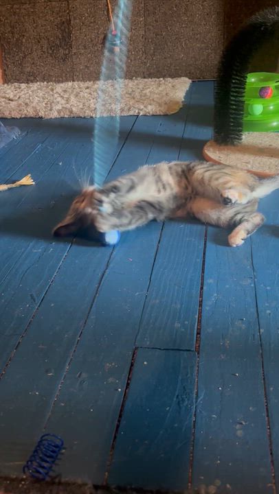 Enlarge Penelope - Bonded with Persia , a ADOPTABLE mixed breed in Pittsburgh, PA video 4/6