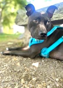 Enlarge Howie Very Playful (King of the Dog Park) GREAT 2nd DOG !!, a Adoptable mixed breed in Ridgefield, CT image 2/6