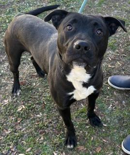 Howie Very Playful and Happy Boy! Sweet, Affectionate Foster to Adopt Option Offered!