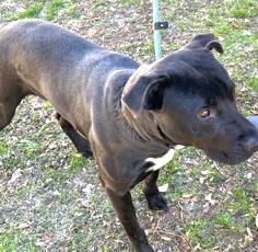 Howie Very Playful and Happy Boy! Sweet, Affectionate Foster to Adopt Option Offered!