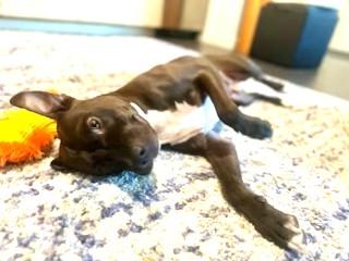 Enlarge Howie Very Playful (King of the Dog Park) GREAT 2nd DOG !!, a Adoptable mixed breed in Ridgefield, CT image 4/6