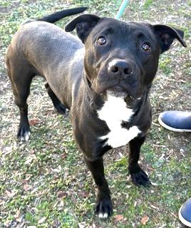 Howie Very Playful and Happy Boy! Sweet, Affectionate Foster to Adopt Option Offered!