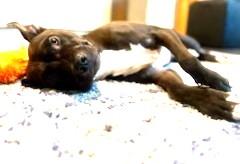 Enlarge Howie Very Playful (King of the Dog Park) GREAT 2nd DOG !!, a Adoptable mixed breed in Ridgefield, CT image 5/6