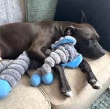 Howie Very Playful (King of the Dog Park) GREAT 2nd DOG in Norwalk!
