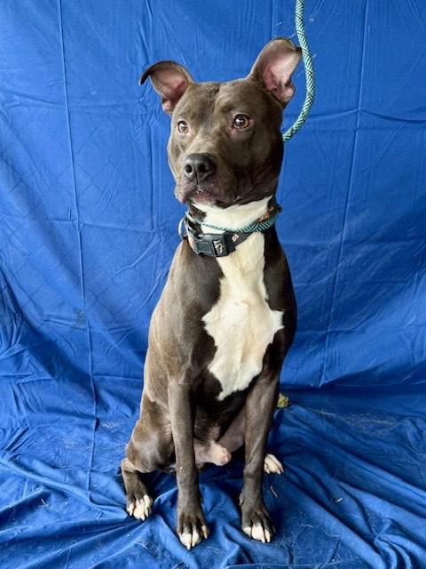 Howie Very Playful and Happy Boy! Sweet, Affectionate Foster to Adopt Option Offered!