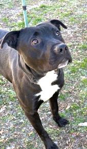 Howie Very Playful and Happy Boy! Sweet, Affectionate Foster to Adopt Option Offered!