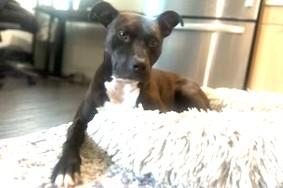 Enlarge Howie Very Playful (King of the Dog Park) GREAT 2nd DOG !!, a Adoptable mixed breed in Ridgefield, CT image 3/6