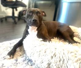 Enlarge Howie Very Playful (King of the Dog Park) GREAT 2nd DOG !!, a Adoptable mixed breed in Ridgefield, CT image 6/6