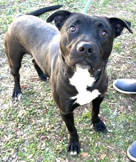 Howie Very Playful and Happy Boy! Sweet, Affectionate Foster to Adopt Option Offered!
