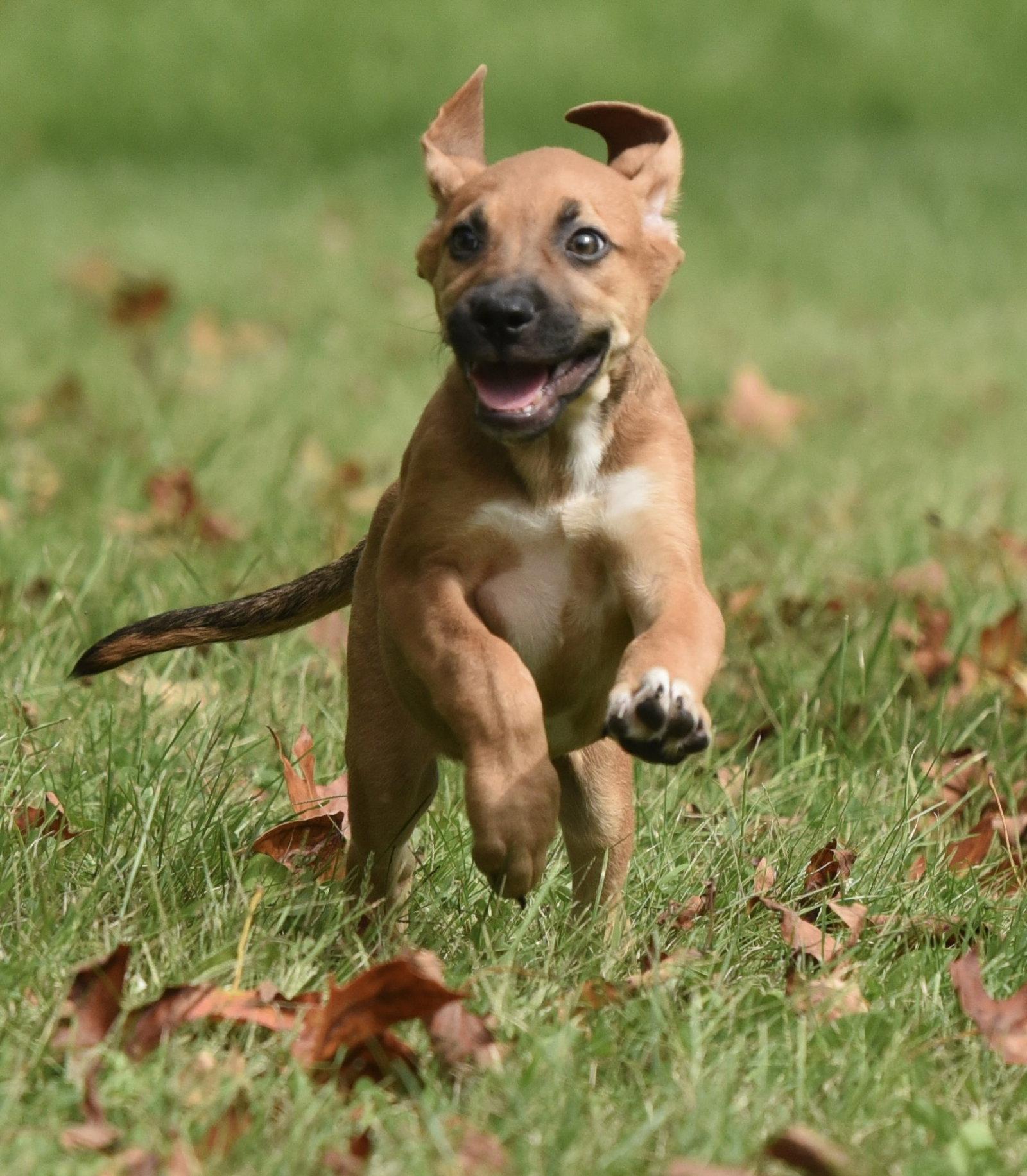 Enlarge Lavender, a Adoptable mixed breed in Mechanicsburg, PA image 2/3
