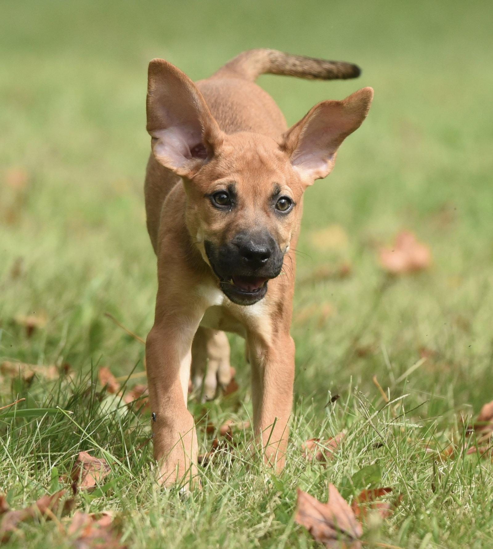 Enlarge Lavender, a Adoptable mixed breed in Mechanicsburg, PA image 3/3