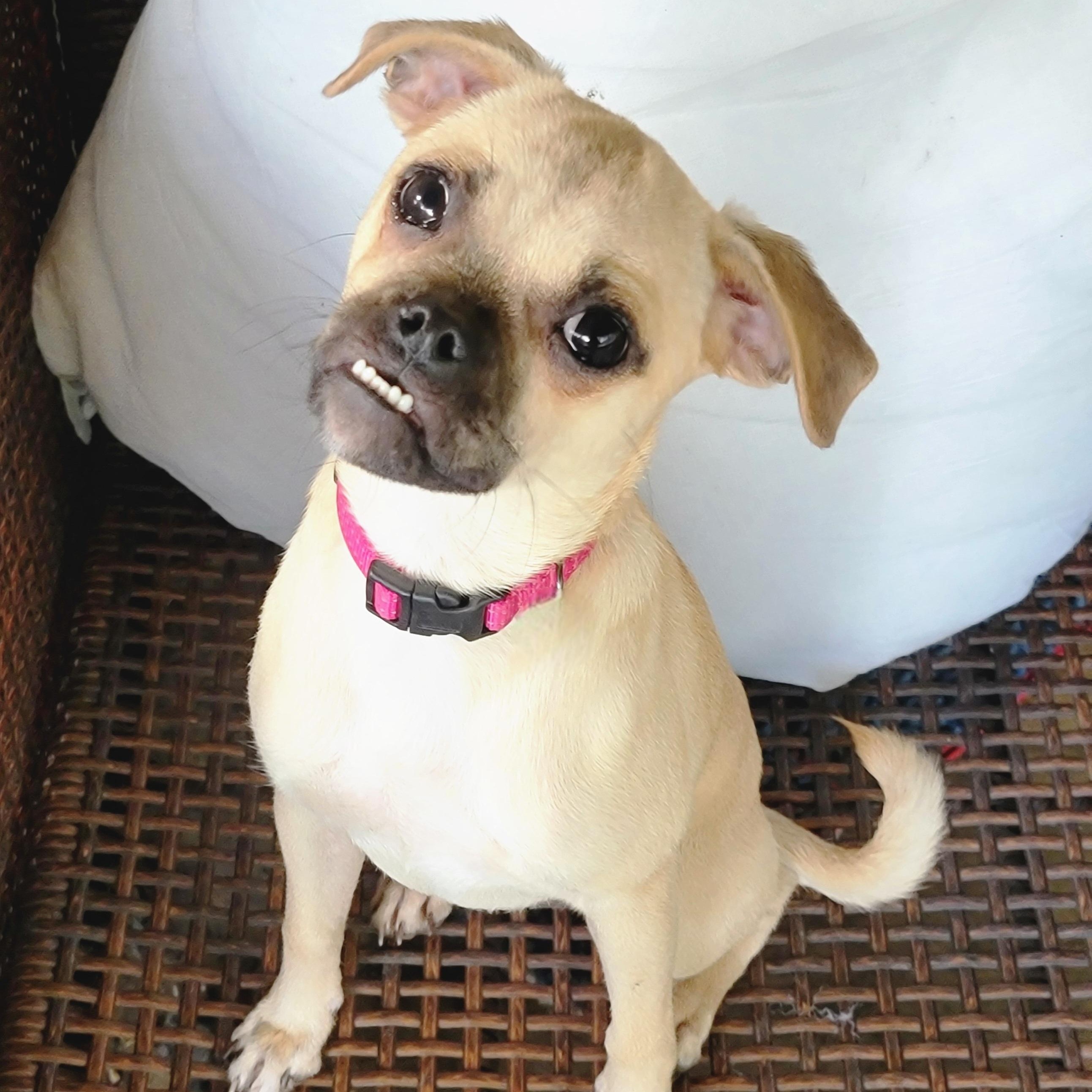 Enlarge Nalita , a ADOPTABLE mixed breed in Fort Worth, TX image 1/4