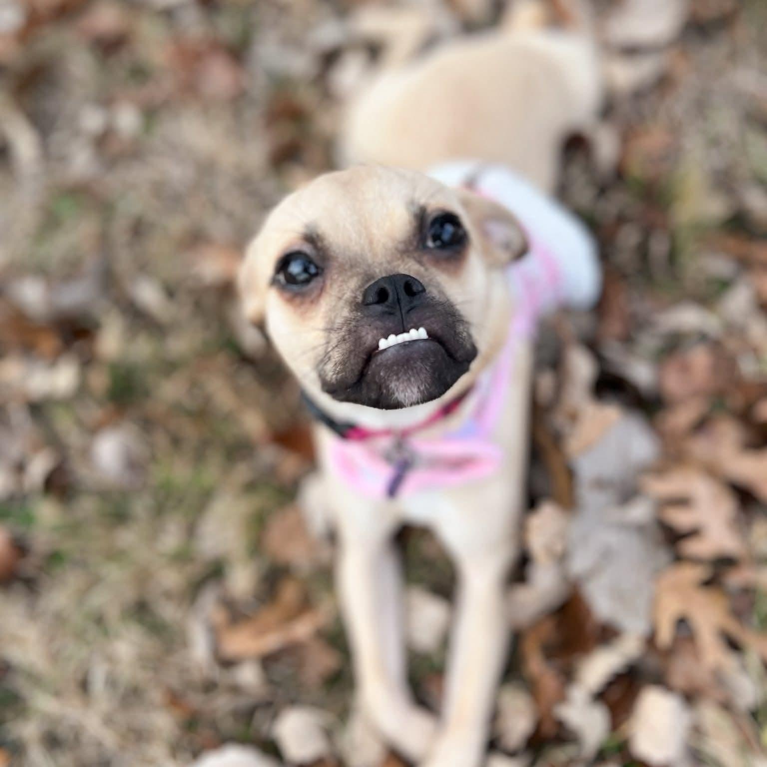 Enlarge Nalita , a ADOPTABLE mixed breed in Fort Worth, TX image 2/4