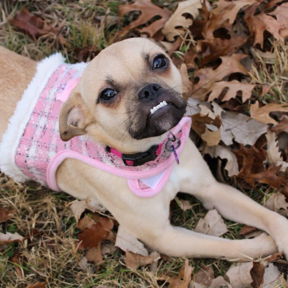 Enlarge Nalita , a ADOPTABLE mixed breed in Fort Worth, TX image 4/4