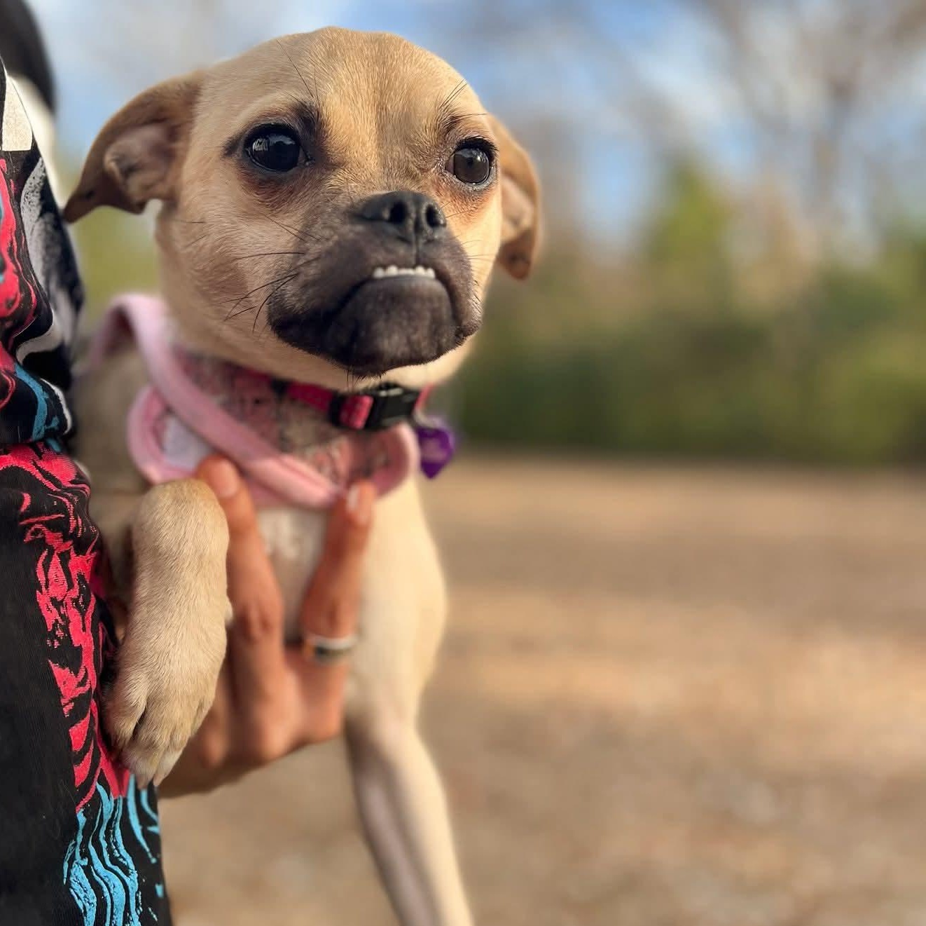 Enlarge Nalita , a ADOPTABLE mixed breed in Fort Worth, TX image 3/4