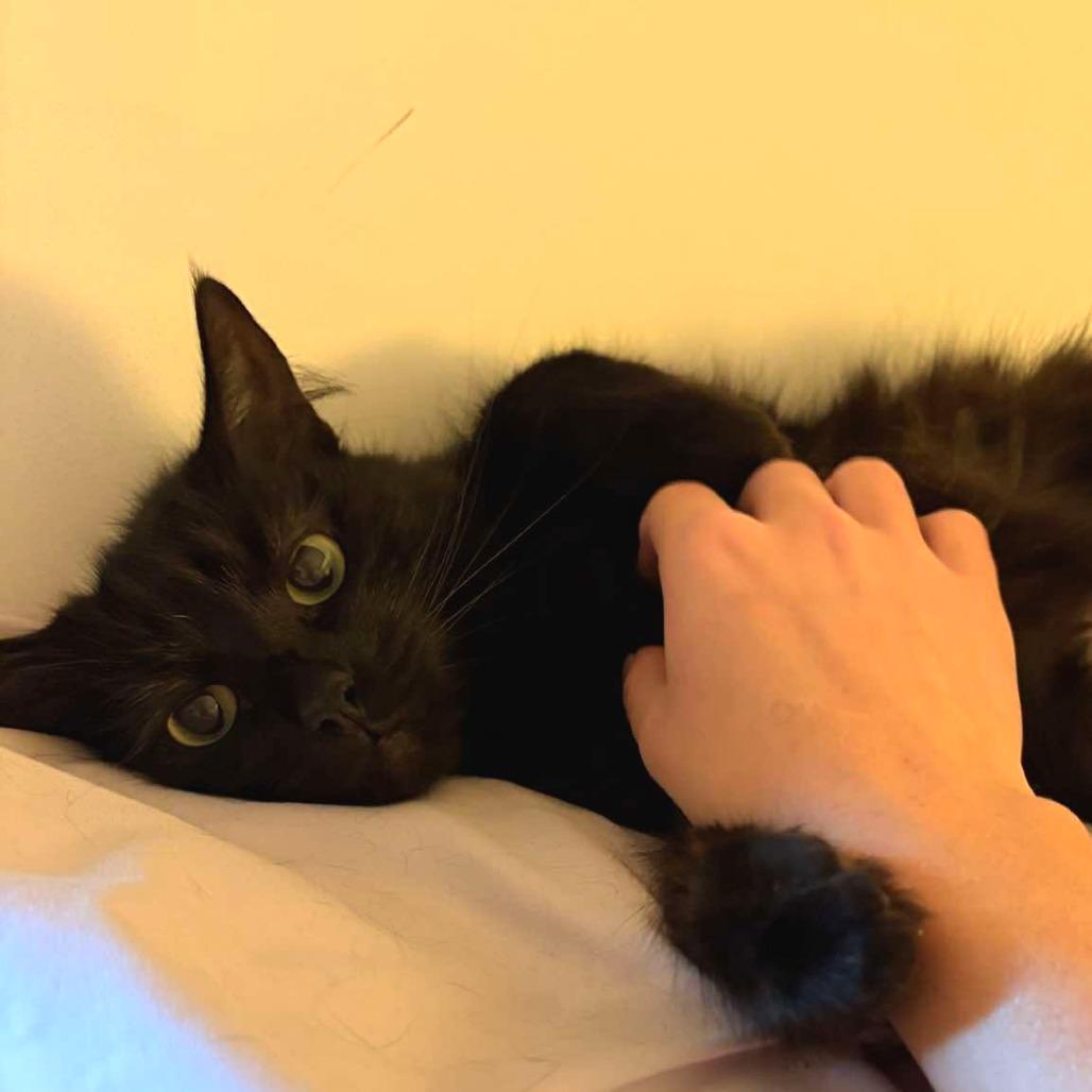 Harley, Adoptable, Senior Female Domestic Long Hair.