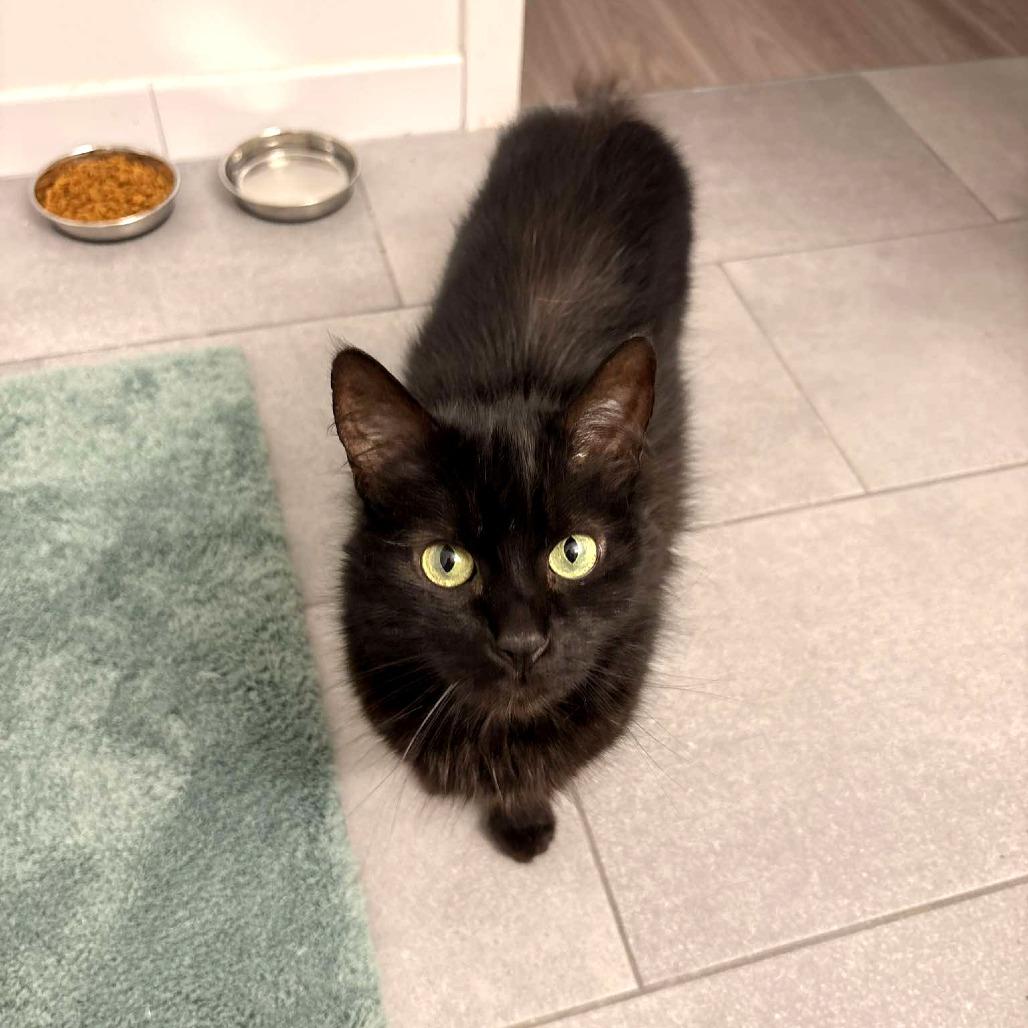 Enlarge Harley, a Adoptable Domestic Long Hair in Tampa, FL image 2/5