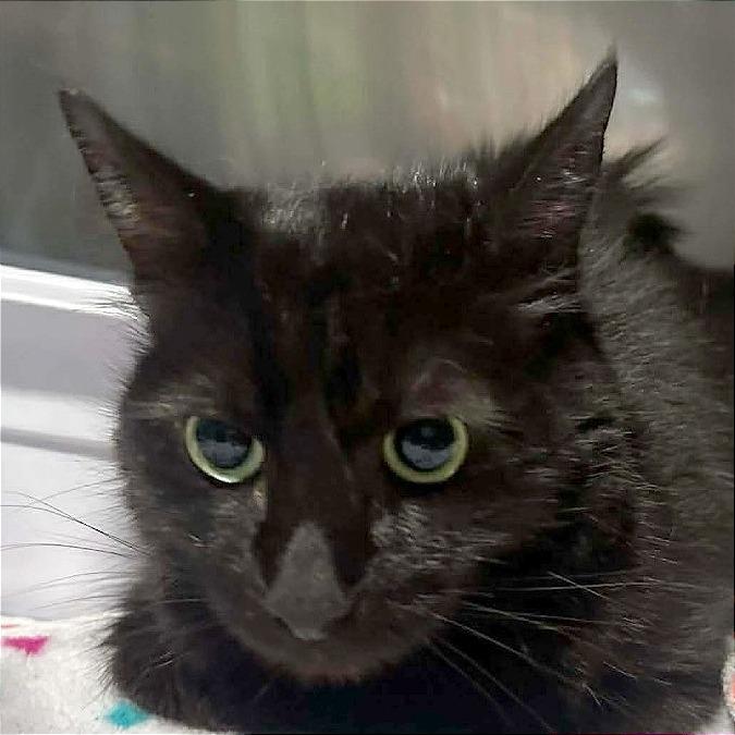 Enlarge Harley, a Adoptable Domestic Long Hair in Tampa, FL image 3/5