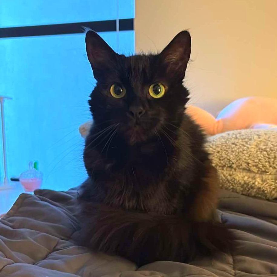 Enlarge Harley, a Adoptable Domestic Long Hair in Tampa, FL image 4/5