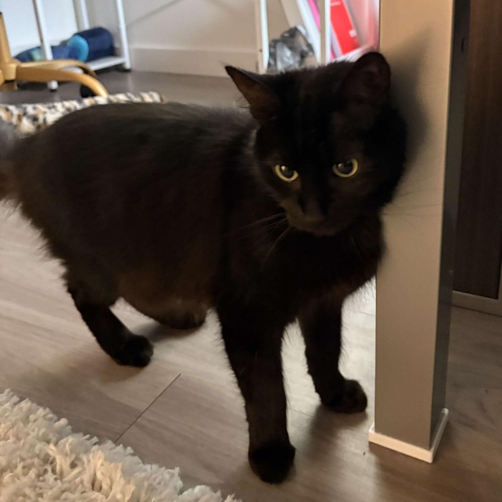 Enlarge Harley, a Adoptable Domestic Long Hair in Tampa, FL image 5/5