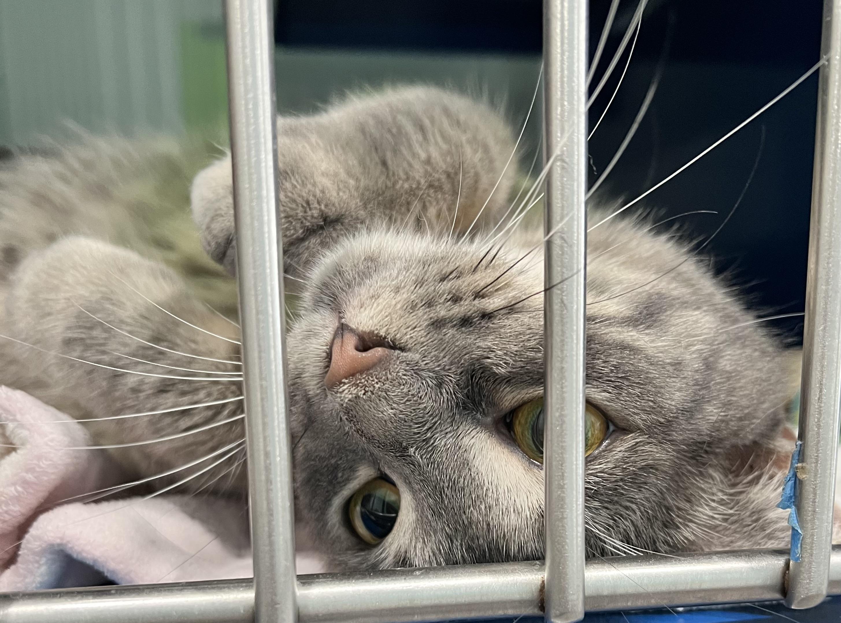 Enlarge Sofie, an adoptable Domestic Short Hair in Sault Sainte Marie, MI image 2/3