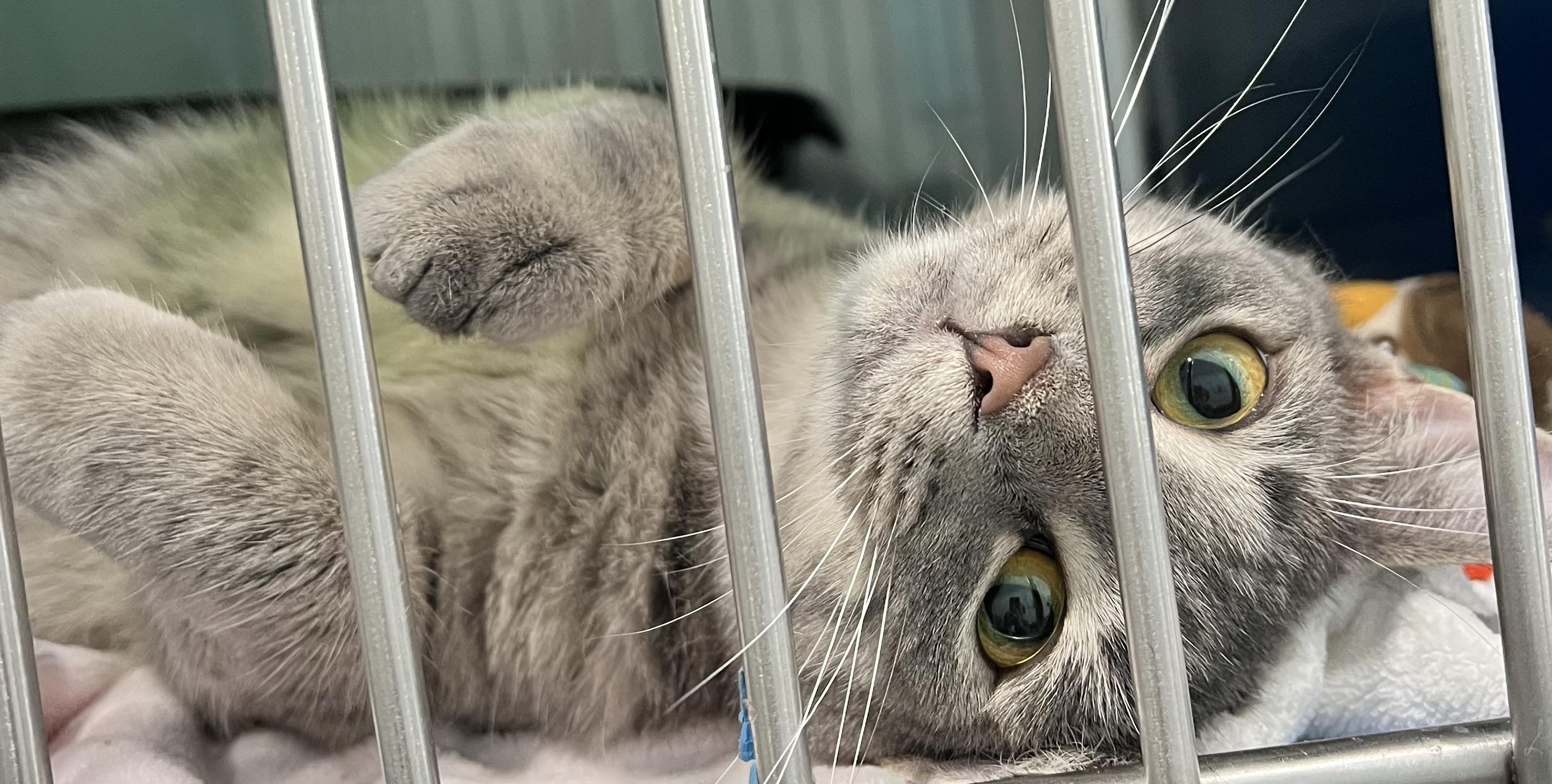 Enlarge Sofie, an adoptable Domestic Short Hair in Sault Sainte Marie, MI image 3/3