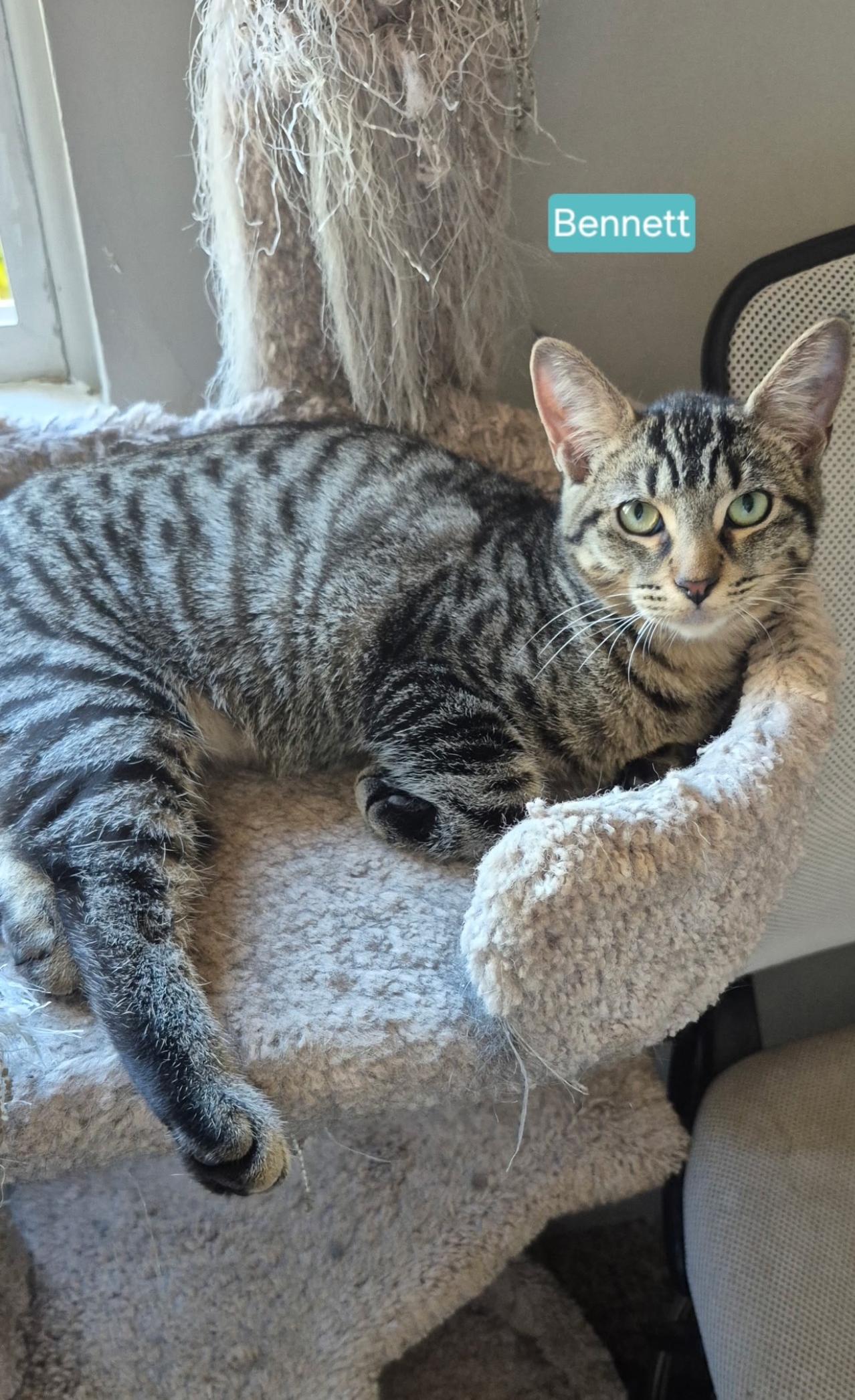 Bennett, a Adoptable mixed breed in Rochester Hills, MI image 2/5