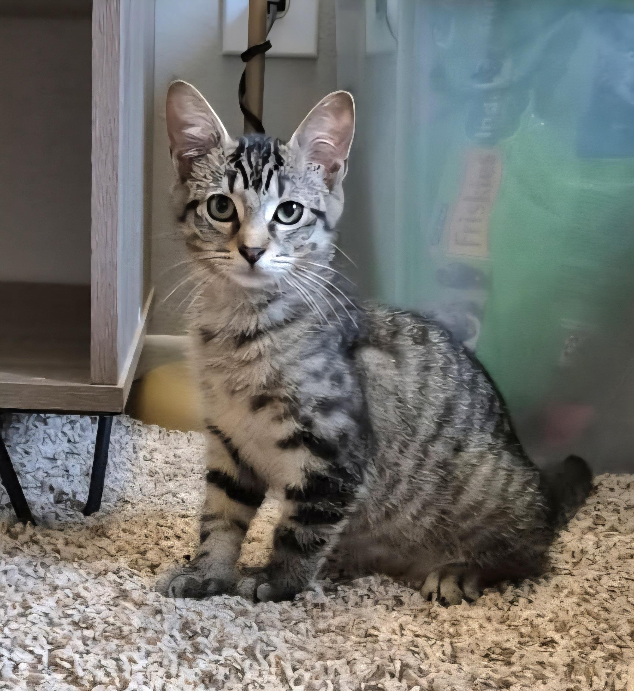 Bennett, a Adoptable mixed breed in Rochester Hills, MI image 5/5