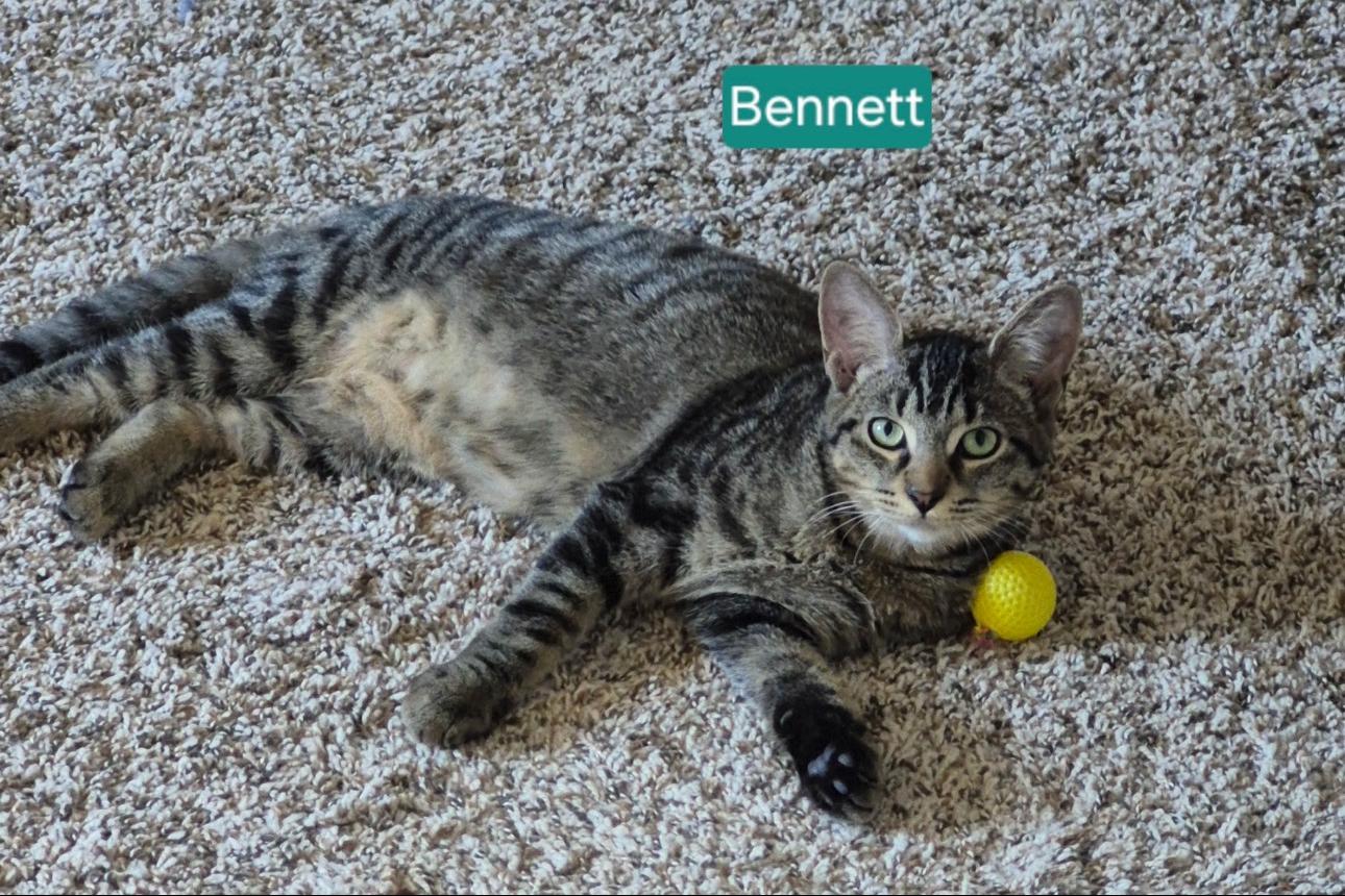 Bennett, Adoptable, Kitten Male Domestic Short Hair & Tabby.