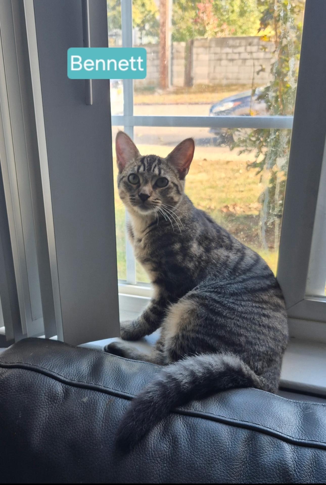 Bennett, a Adoptable mixed breed in Rochester Hills, MI image 3/5