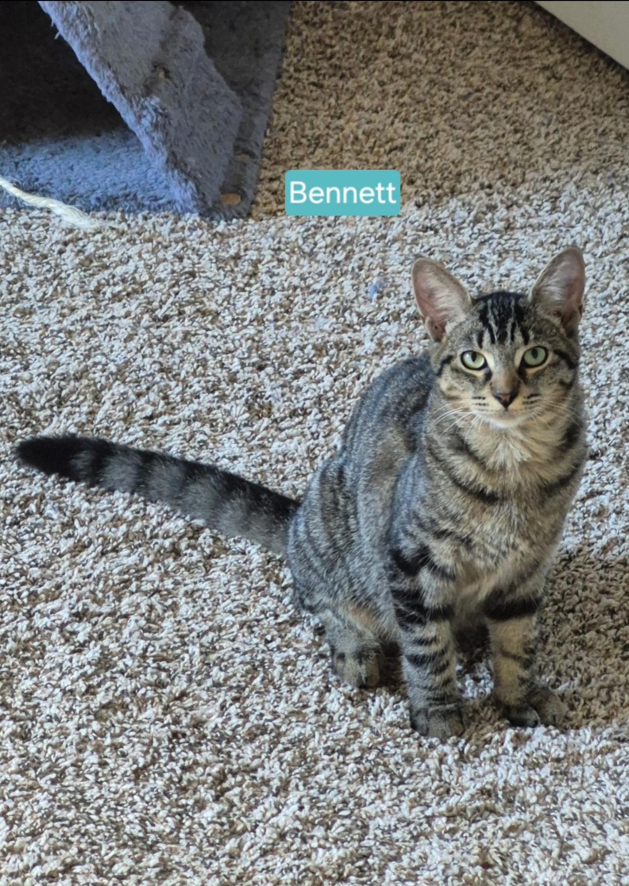 Bennett, a Adoptable mixed breed in Rochester Hills, MI image 4/5