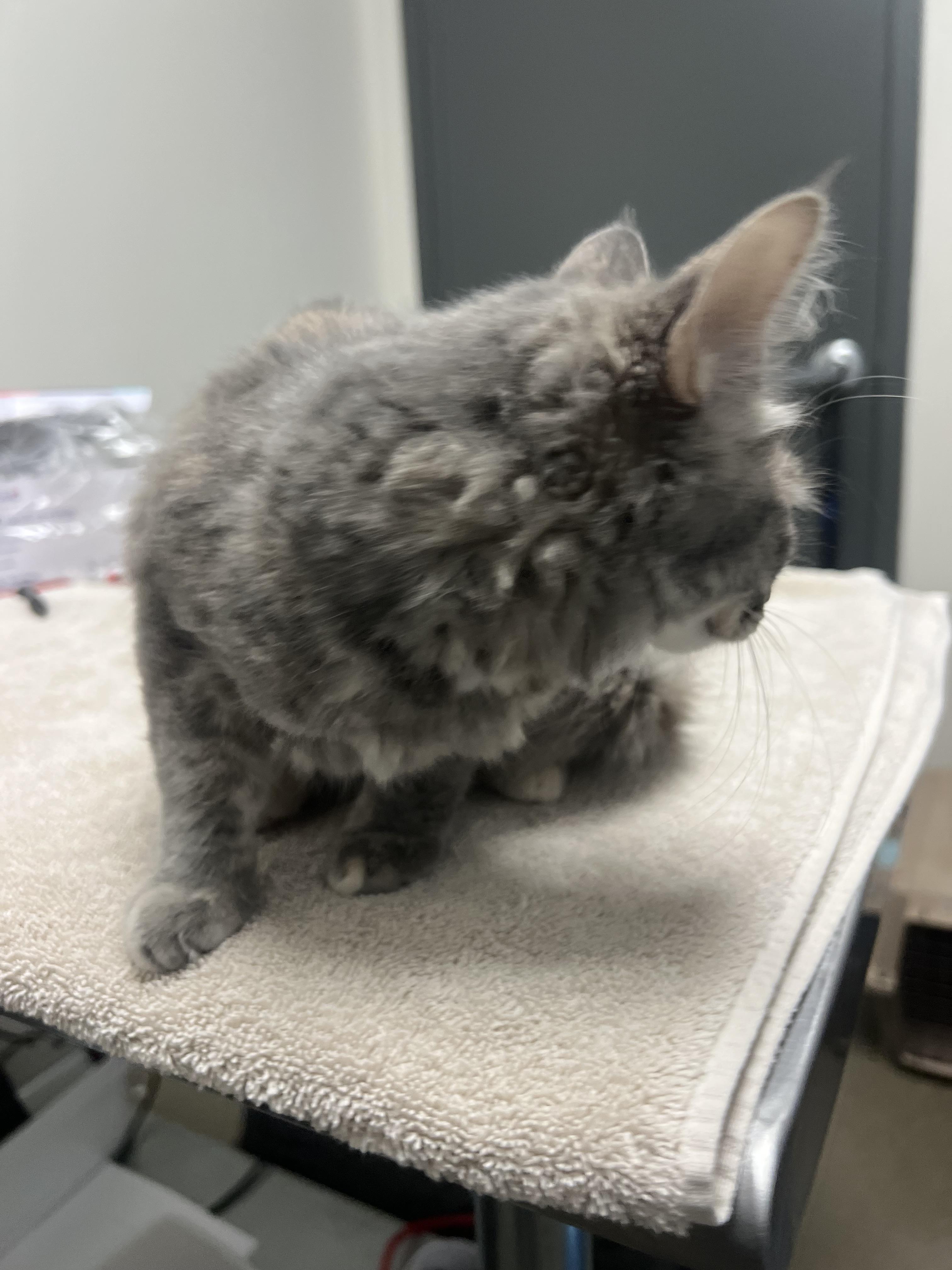 Ophelia, Adoptable, Kitten Female Domestic Long Hair.