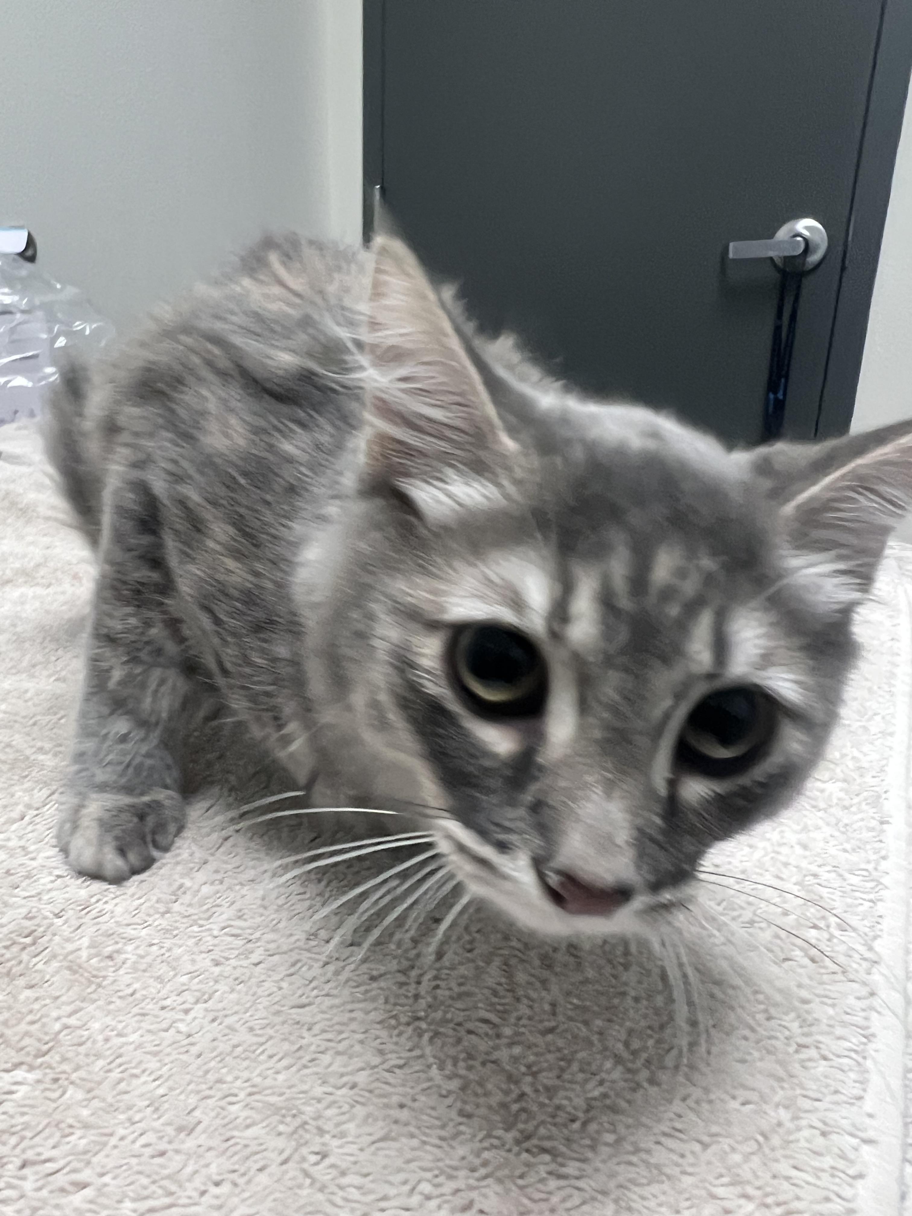 Enlarge Ophelia, a Adoptable mixed breed in Chico, CA image 2/2