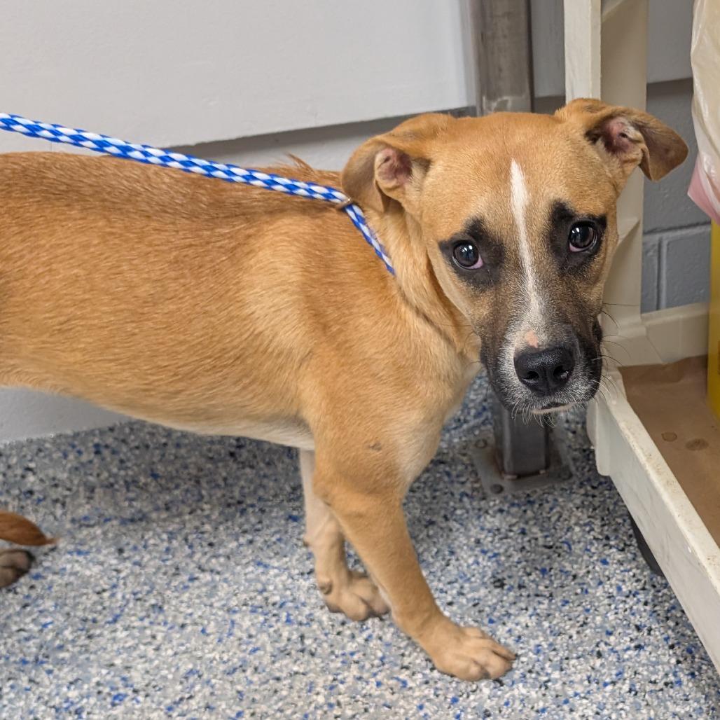 Raisin, Adoptable, Young Female Mixed Breed.