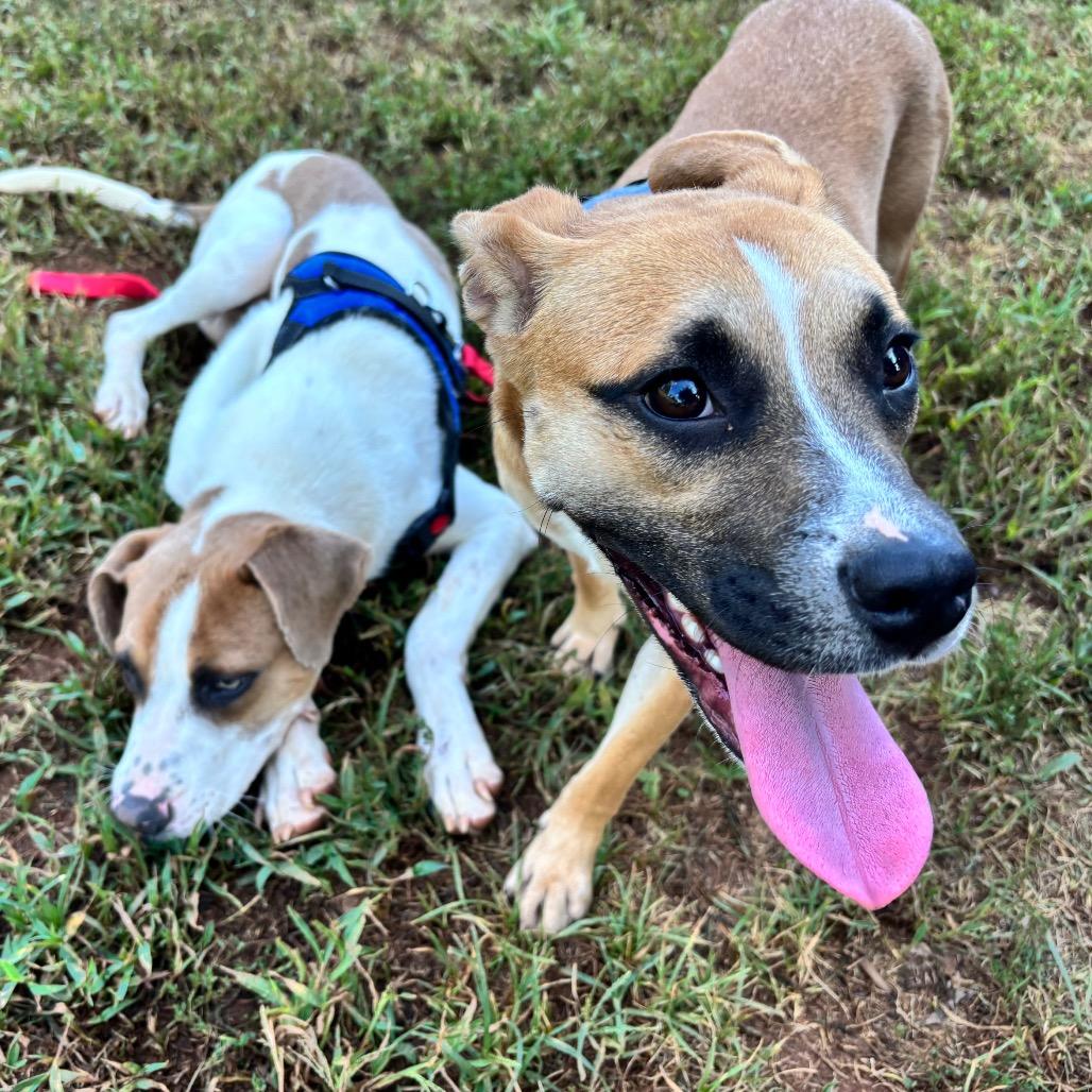 Enlarge Raisin, a Adoptable Mixed Breed in Greenville, SC image 2/6