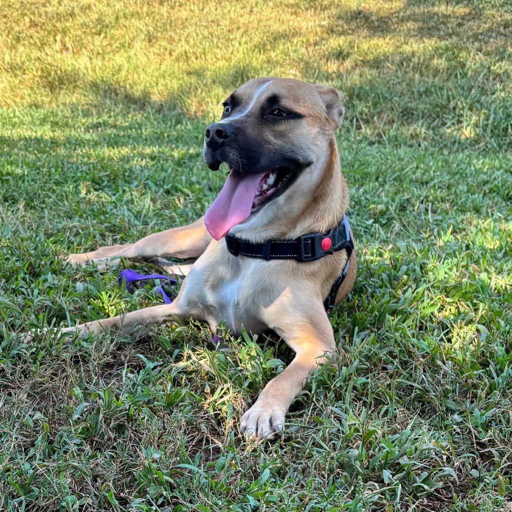 Enlarge Raisin, a Adoptable Mixed Breed in Greenville, SC image 3/6