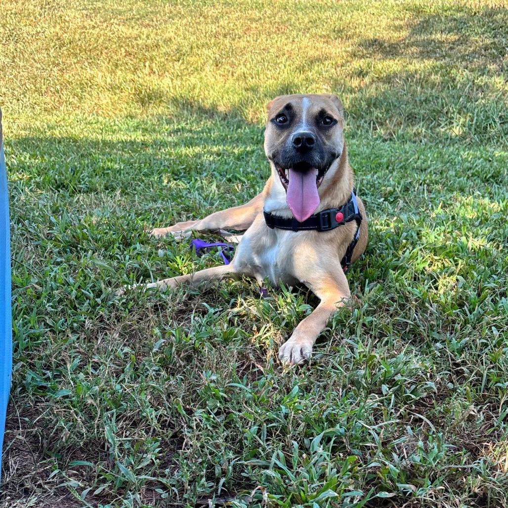 Enlarge Raisin, a Adoptable Mixed Breed in Greenville, SC image 4/6
