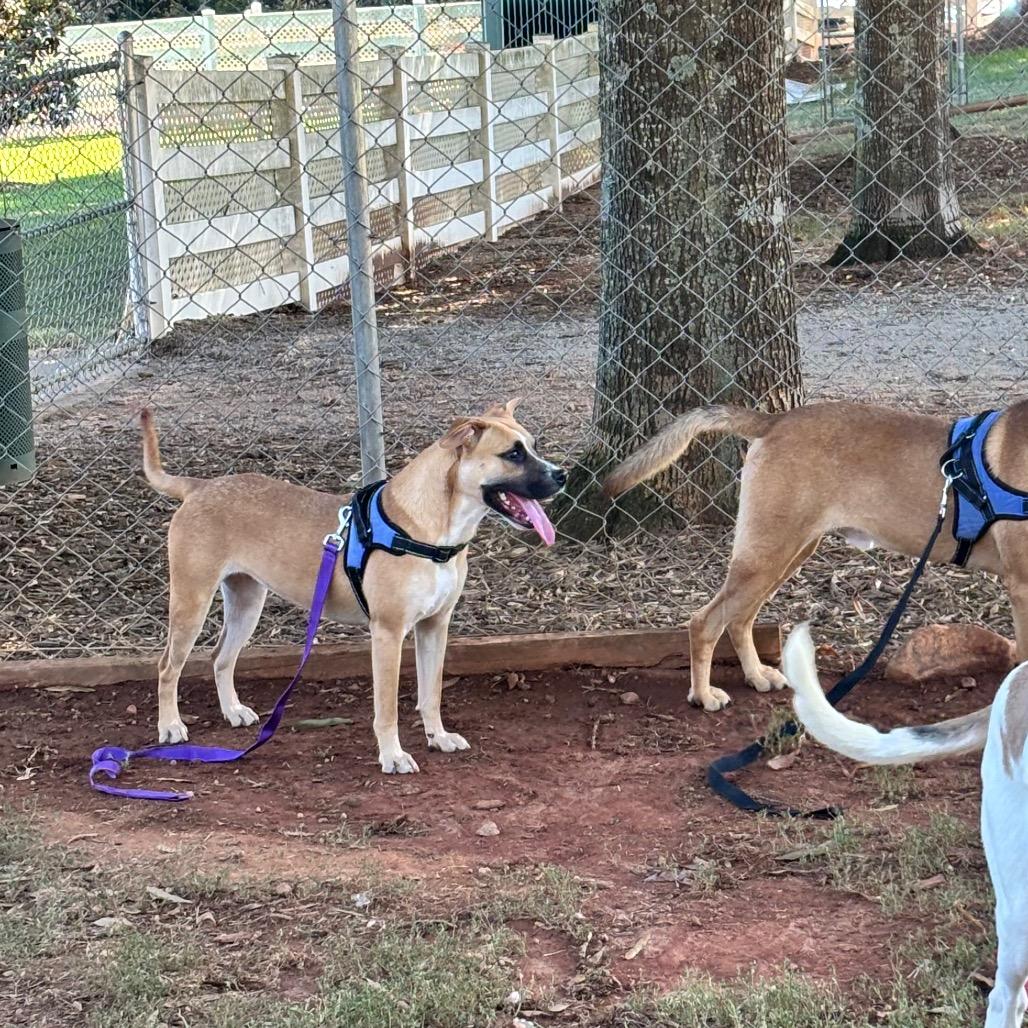Enlarge Raisin, a Adoptable Mixed Breed in Greenville, SC image 5/6