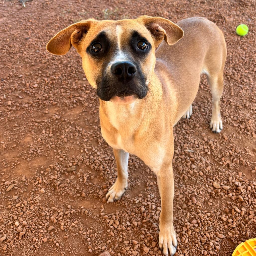Enlarge Raisin, a Adoptable Mixed Breed in Greenville, SC image 6/6