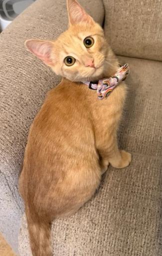 Melon, Adoptable, Kitten Male Tabby & Domestic Medium Hair.