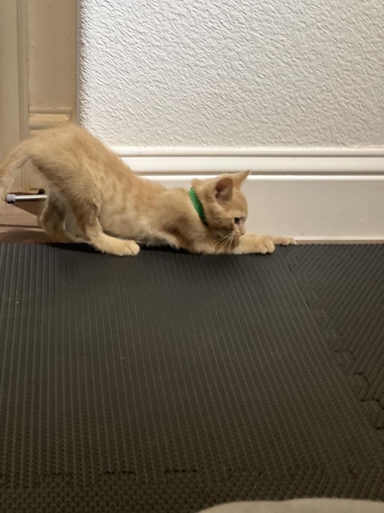 Enlarge Melon, a Adoptable mixed breed in Richardson, TX image 3/5