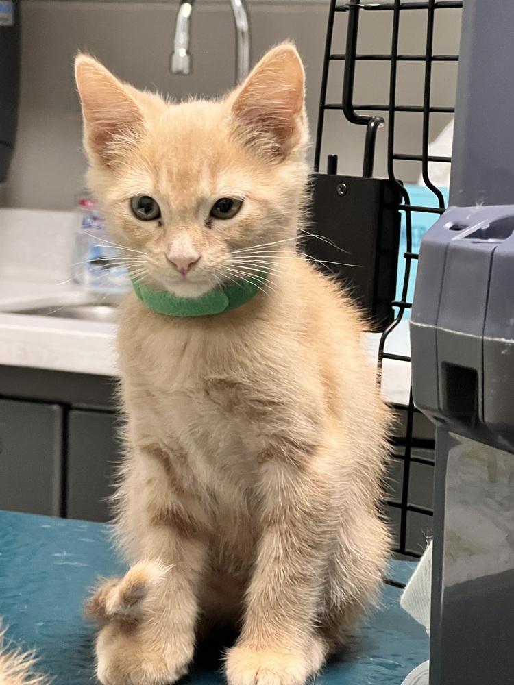 Enlarge Melon, a Adoptable mixed breed in Richardson, TX image 5/5