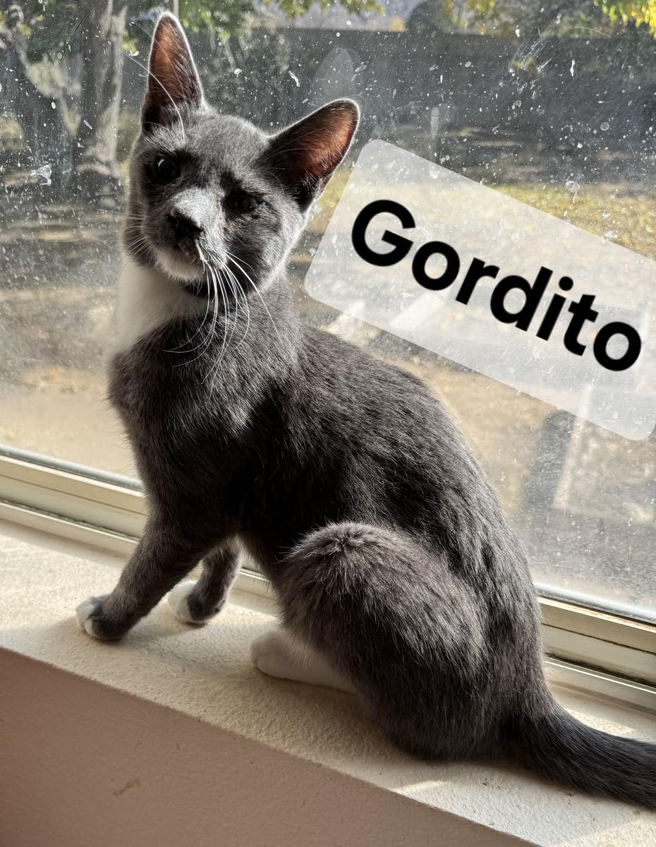 Gordito, a Adoptable mixed breed in Albuquerque, NM image 1/2