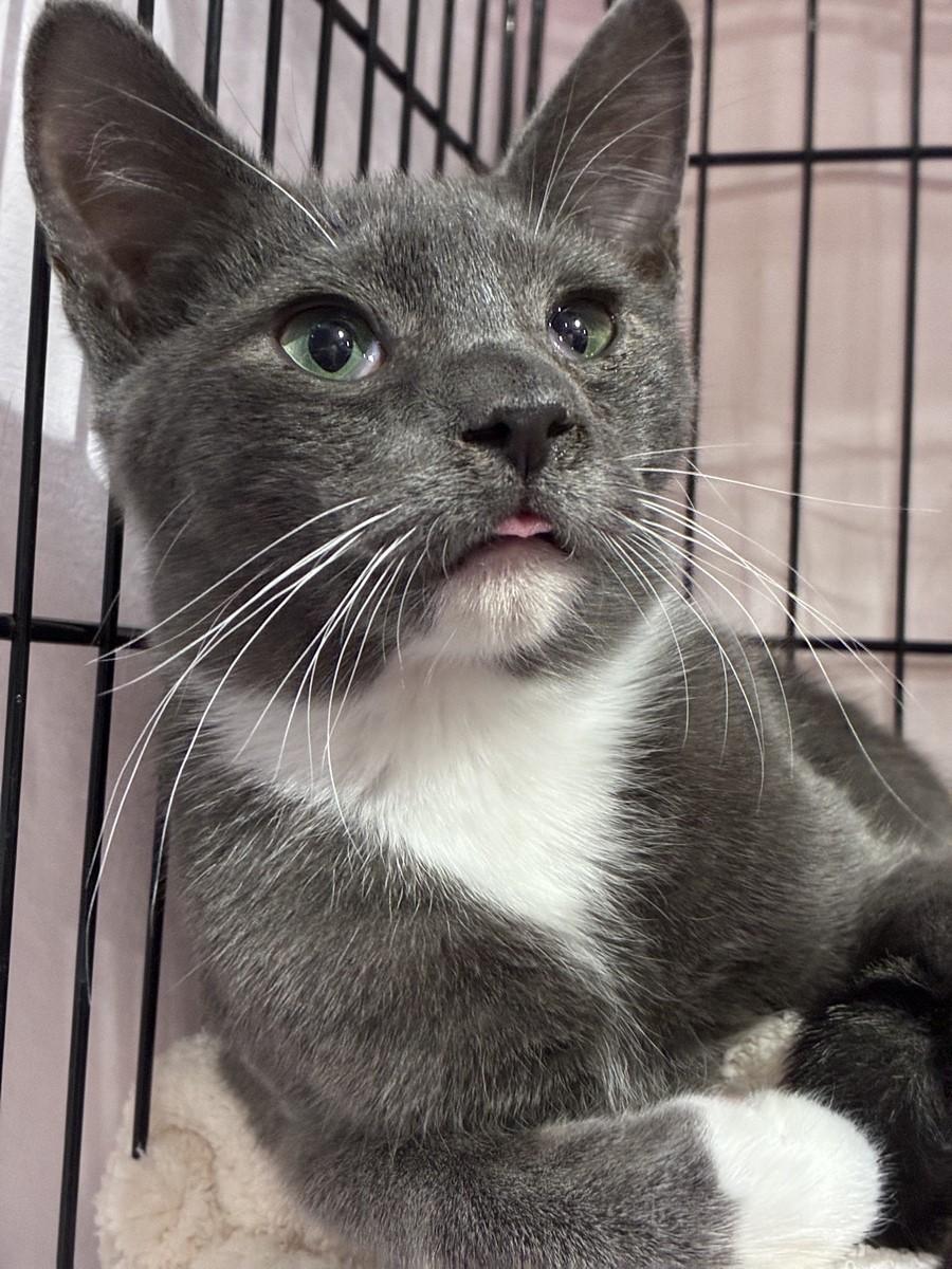 Gordito, a Adoptable mixed breed in Albuquerque, NM image 2/2