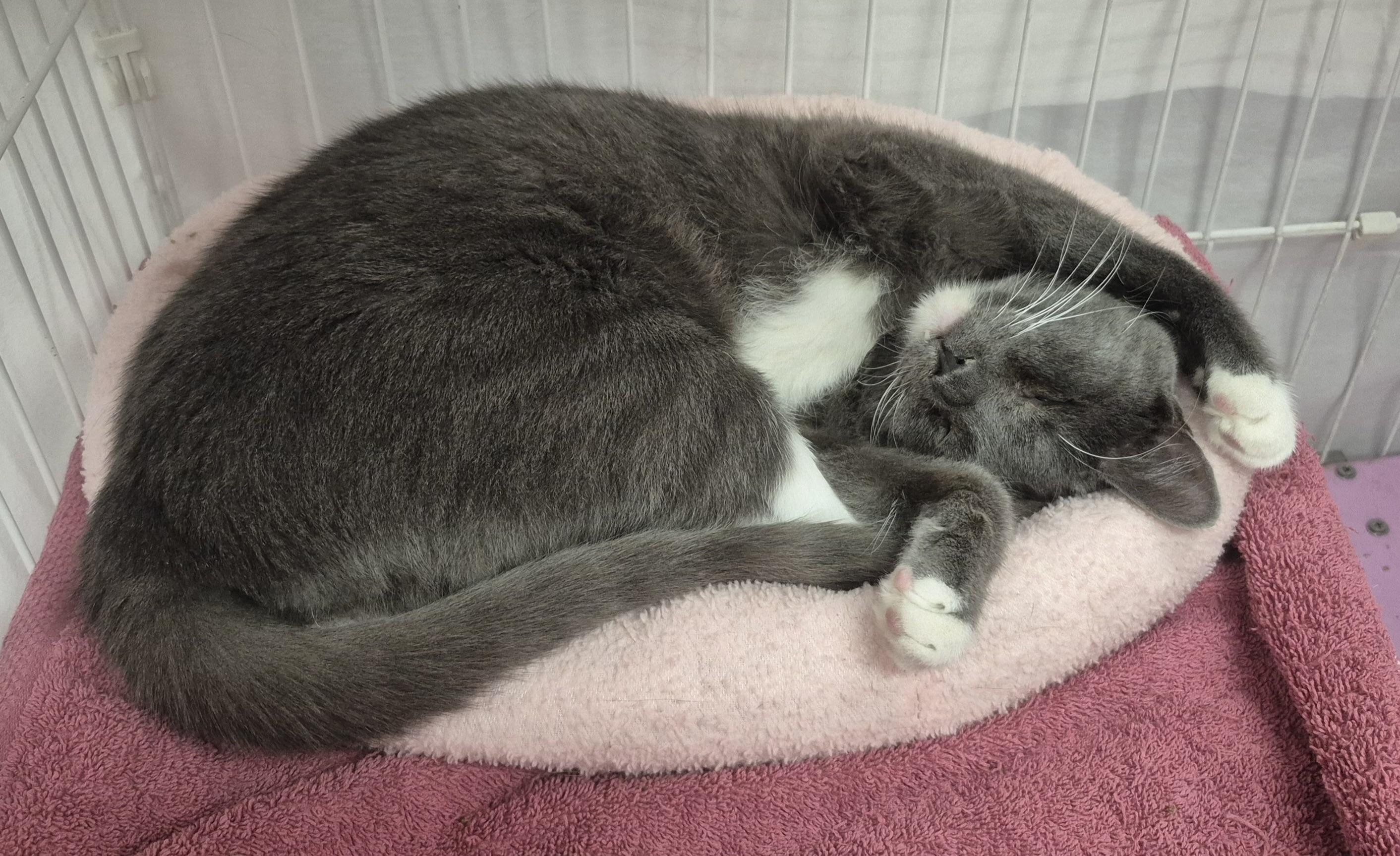 Enlarge Gordito, a Adoptable mixed breed in Albuquerque, NM image 3/3