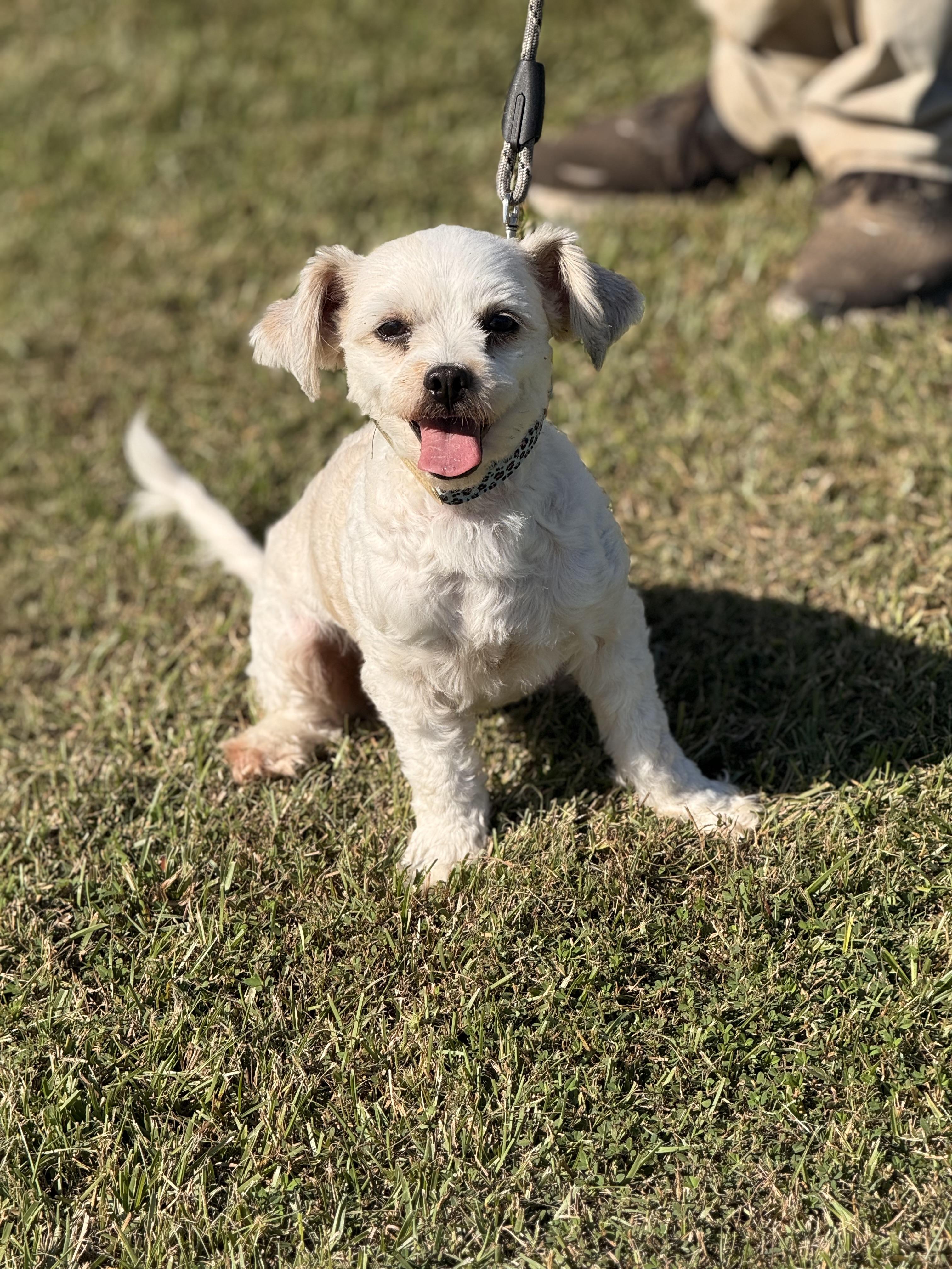 Lulu Glacier, an adoptable Maltipoo in Texarkana, TX, 75501 | Photo Image 1